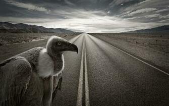 Vulture Computer Wallpaper Desktop Background