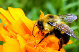Animal Bee HD Wallpaper