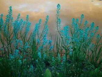 Turquoise Wildflowers Wallpaper