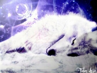 White Wolf Wallpaper HD In Animals Imageci