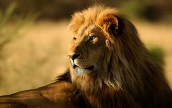 Lion Wallpaper HD Pictures One