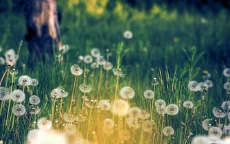 Flower Meadow Spring Wallpaper