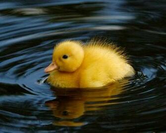 Wallpaper U Cute Beautiful Baby Ducks HD