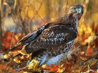 Red Tailed Hawk Wallpaper