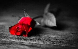 Red Rose Black And White Background Wallpaper
