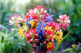 Texas Wildflowers By Pocky Sama00