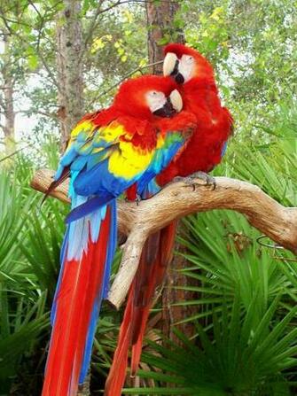 Beautiful Cute Blue And Red Parrot Sitting On Tree Wallpaper