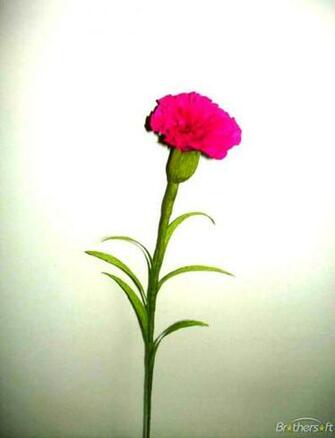 Flower Screensaver Pictures Wallpaper Just Do It