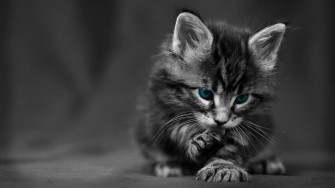 Cat Desktop Wallpaper