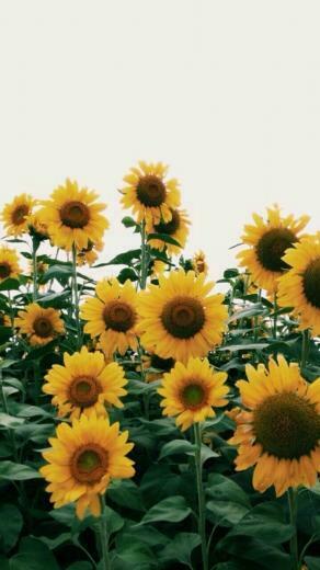 Sunflower iPhone Wallpaper Top