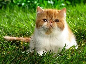 Cute Background For Kids Kitten Photos Of Simple Reasons Why We