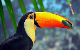 Toucan Wallpaper Best Cars Res