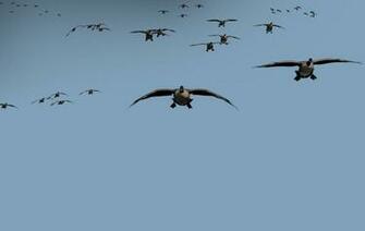 Snow Goose St Lawrence Outfitters