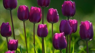 Flower Wallpaper In Nature With Purple Tulips HD For