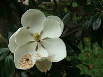 Wallpaper Southern Magnolia Flower
