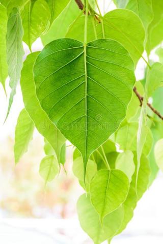 Photo About Bodhi Or Peepal Leaf From The Tree Image Of