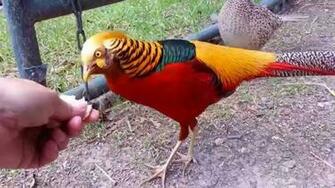 Golden Pheasant Wallpaper Driverlayer Search Engine