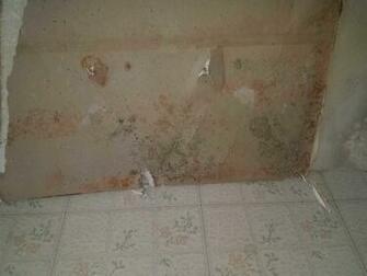 Our Mold Removal Services Growth Behind Wallpaper In East