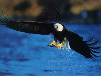 American Bald Eagle Fishing Wildlife Computer Desktop Wallpaper