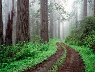 Best Nature Wallpaper Redwood National Park