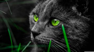 Cat Ultra HD Desktop Background Wallpaper For 4k UHD Tv