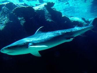Shark Wallpaper Desktop Background