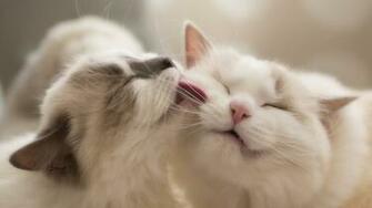 Ragdoll Cats Love Wallpaper