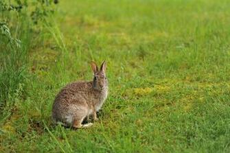 Animal Hare Wallpaper