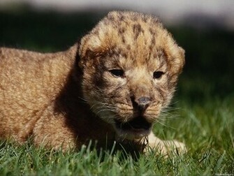 Wild Cats Animals Wallpaper Topdesktop Org