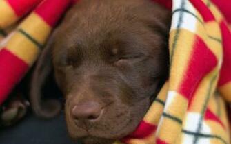 Chocolate Lab Puppy Asleep Pixel Popular HD Wallpaper