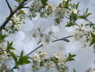 Spring Desktop Wallpaper