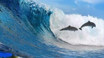 Wallpaper Colorful Dolphins X Kb Jpeg HD