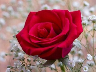 Flowers For Flower Lovers Red Rose Desktop HD Wallpaper