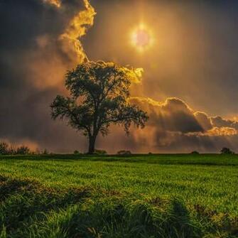 Campo Rvores Grama C U Nublado Wallpaper Field