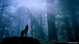 Wallpaper Animal Wolf