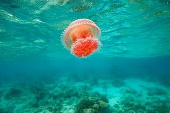 Jellyfish Computer Wallpaper Desktop Background Id