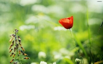 Red Poppy Wallpaper Kb