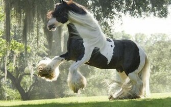 HD Animals My