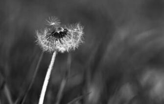 Wallpaper Macro Background Dandelion Image For Desktop Section