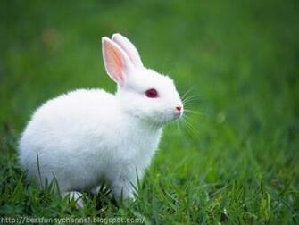 Little Bet My Self Rabbit Animals Bunny