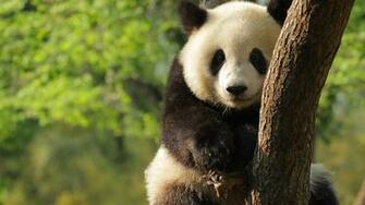 Giant Panda HD Wallpaper Desktop Image