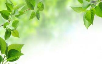 Leaves Background Wallpaper