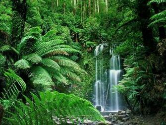 Nature Wallpaper Tropical Forest I Celebes