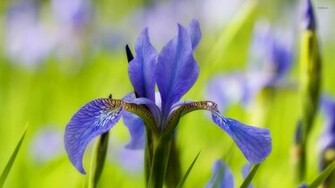 Iris Wallpaper Flower