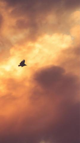 Bird Fly Sky Clouds Red Sunset Nature Animal iPhone Wallpaper