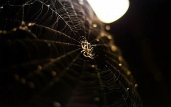 Spider Wallpaper
