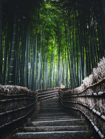 Bamboo Forest Wallpaper