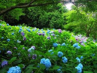 Beautiful Garden Flowers Wallpaper