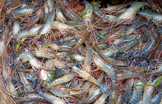 Fresh Catch Prawns 7azcvo93m4vgze4c Wallpaper