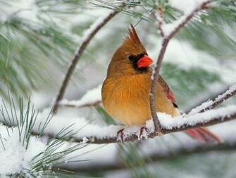 Wallpaper Bird Birds Desktop